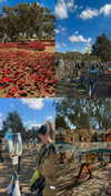 yahel_tubul Altpins Profile Picture