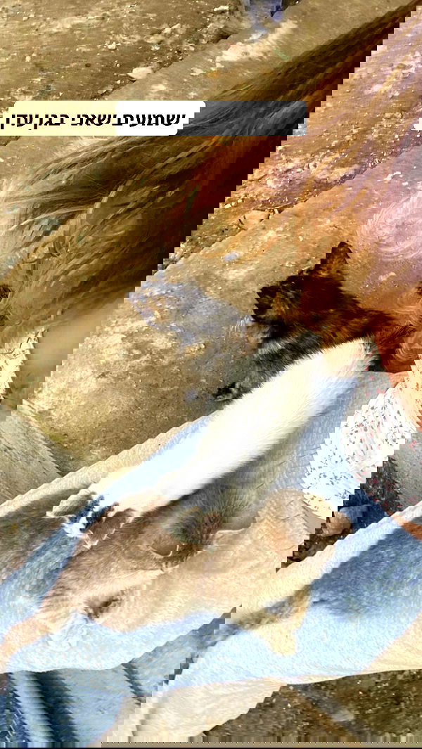 zlata_shipulin zlata_shipulin archive image