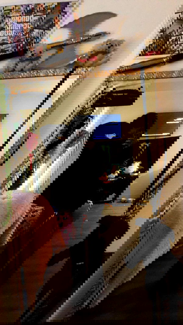 zommmbri image ~ Altpins