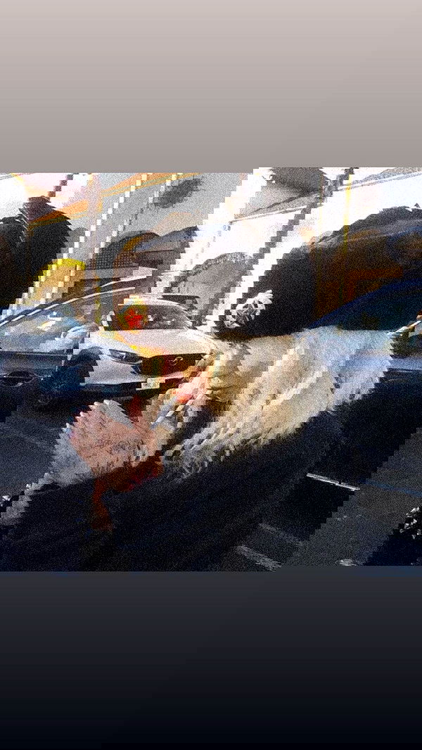 zommmbri image ~ Altpins