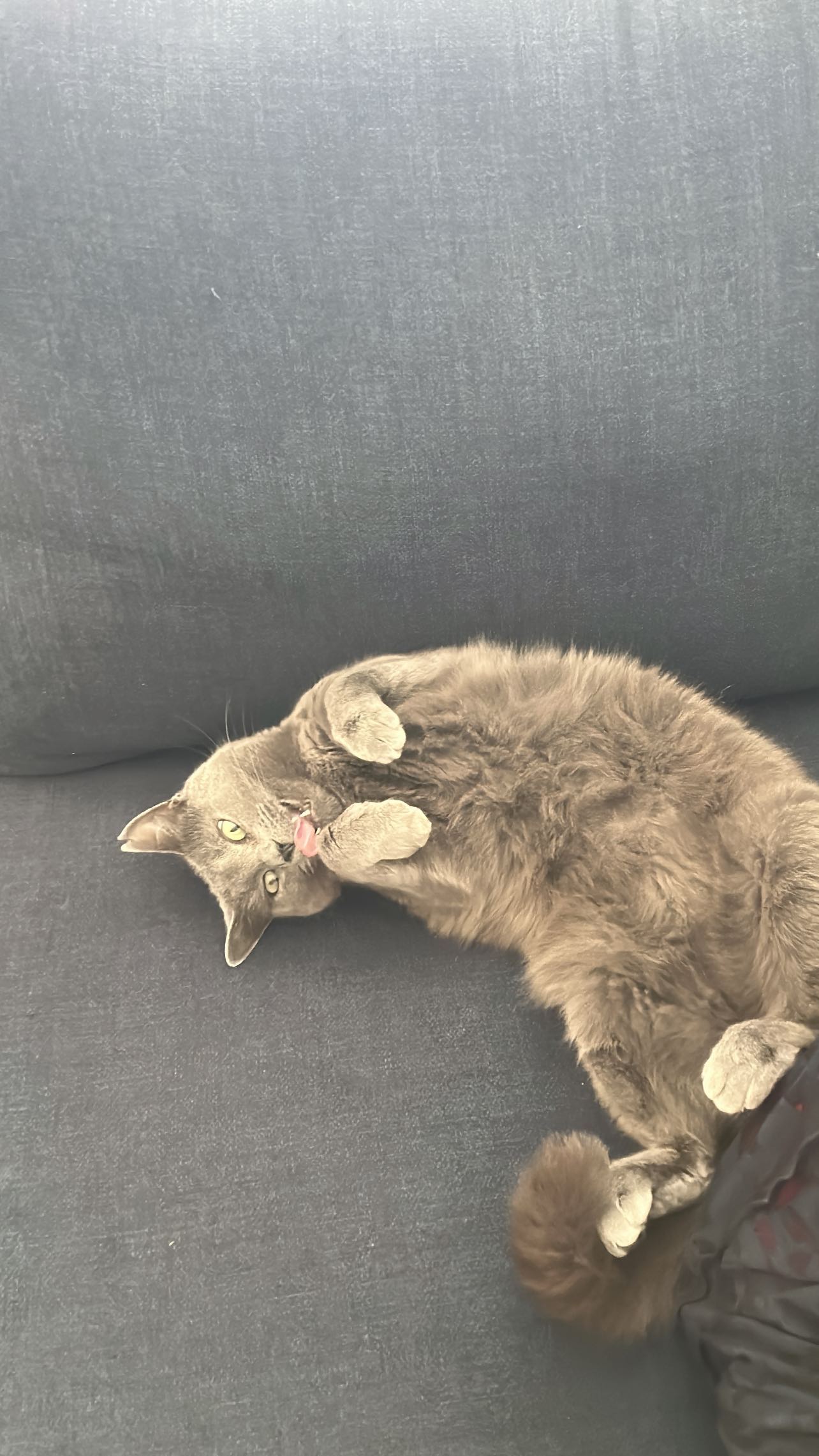 zommmbri instagram image archive image