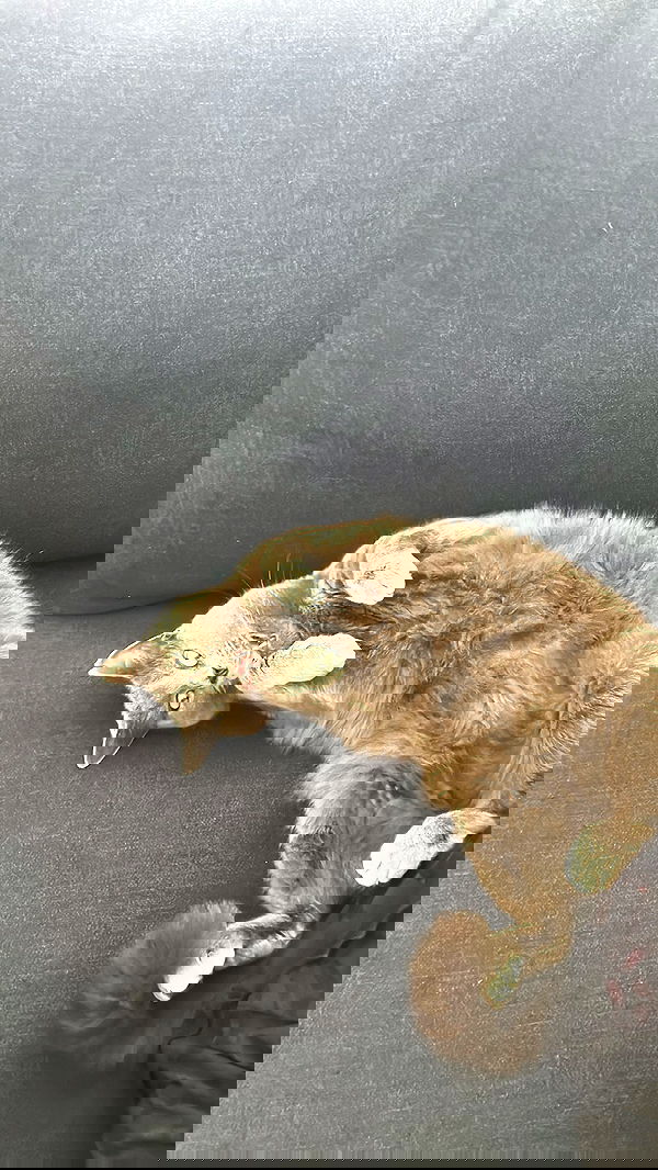 zommmbri image ~ Altpins