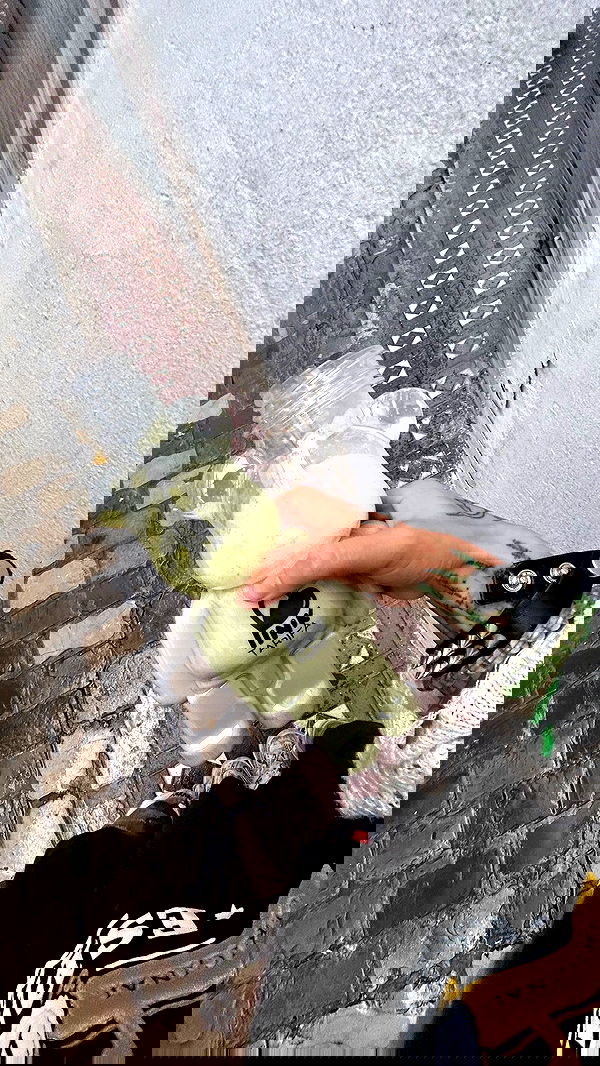 zommmbri image ~ Altpins