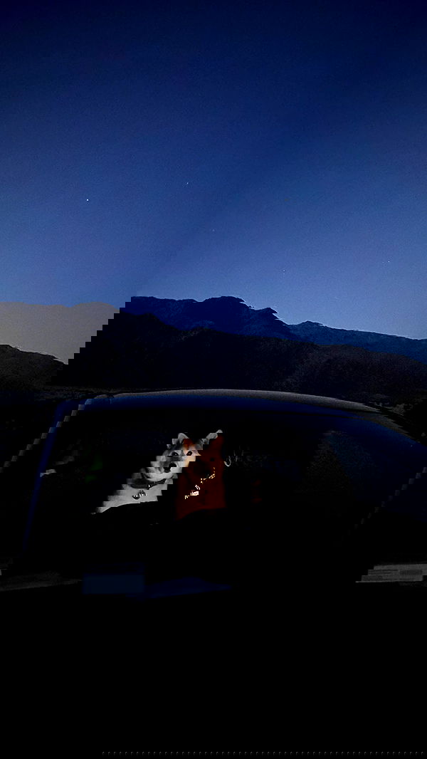 zommmbri image ~ Altpins