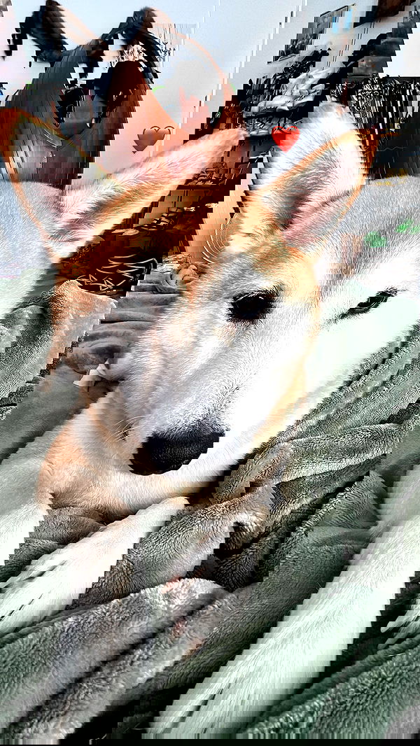 zommmbri image ~ Altpins