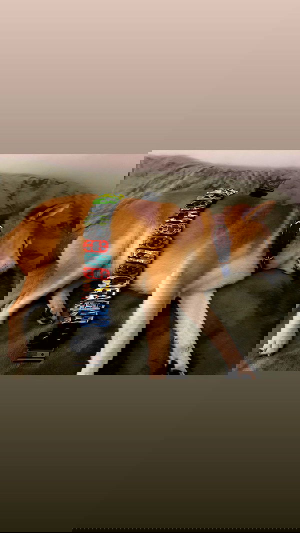 zommmbri image ~ Altpins