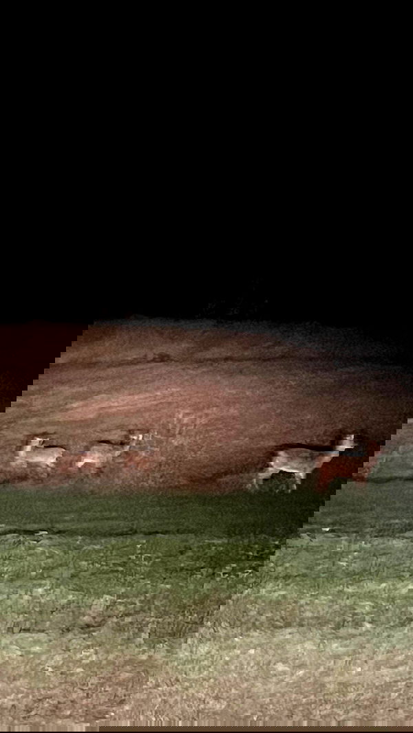 zommmbri image ~ Altpins