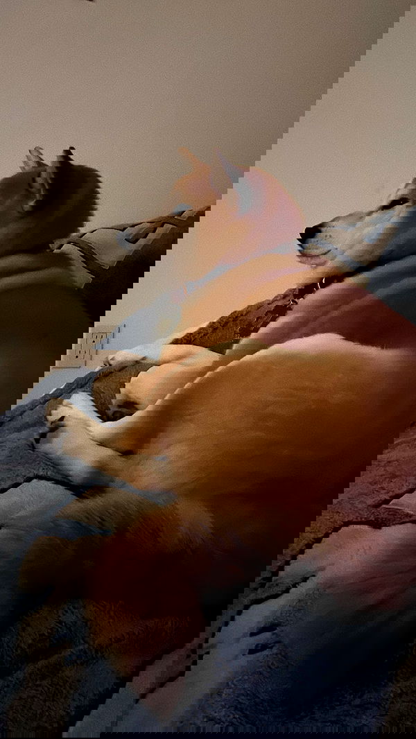 zommmbri image ~ Altpins