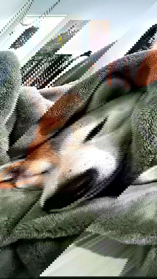 zommmbri image ~ Altpins