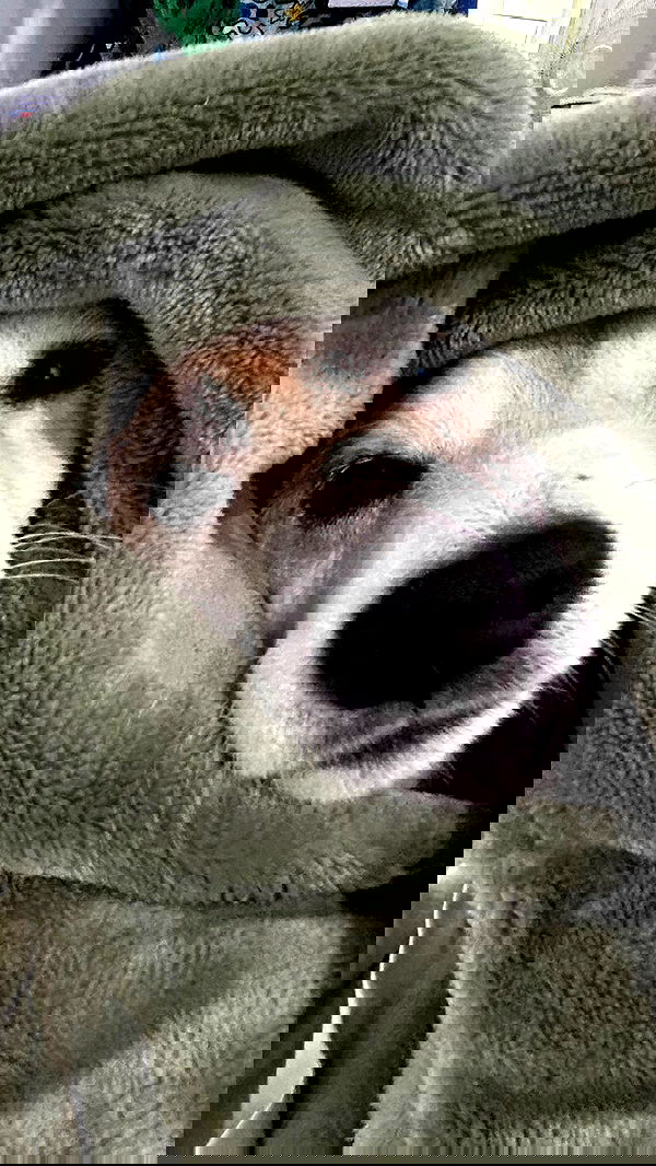 zommmbri image ~ Altpins