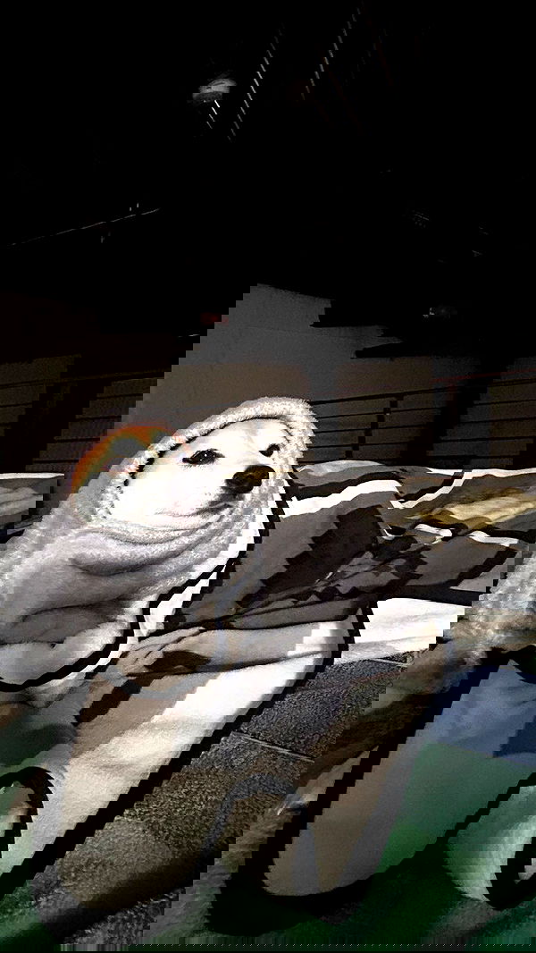 zommmbri image ~ Altpins