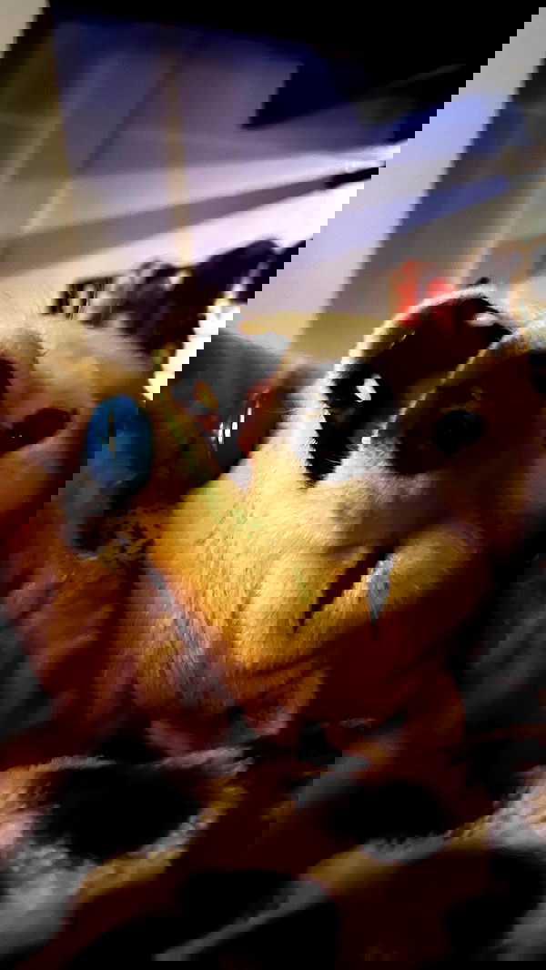 zommmbri image ~ Altpins