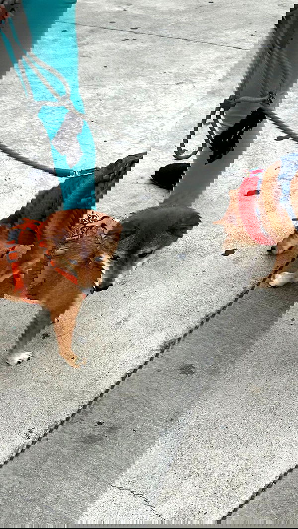 zommmbri image ~ Altpins