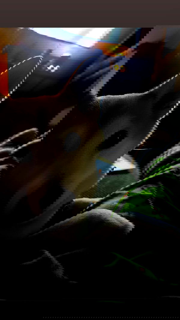 zommmbri image ~ Altpins