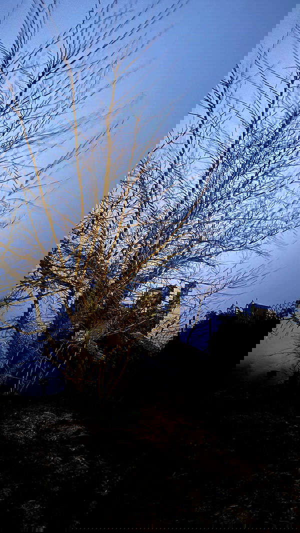 zommmbri image ~ Altpins