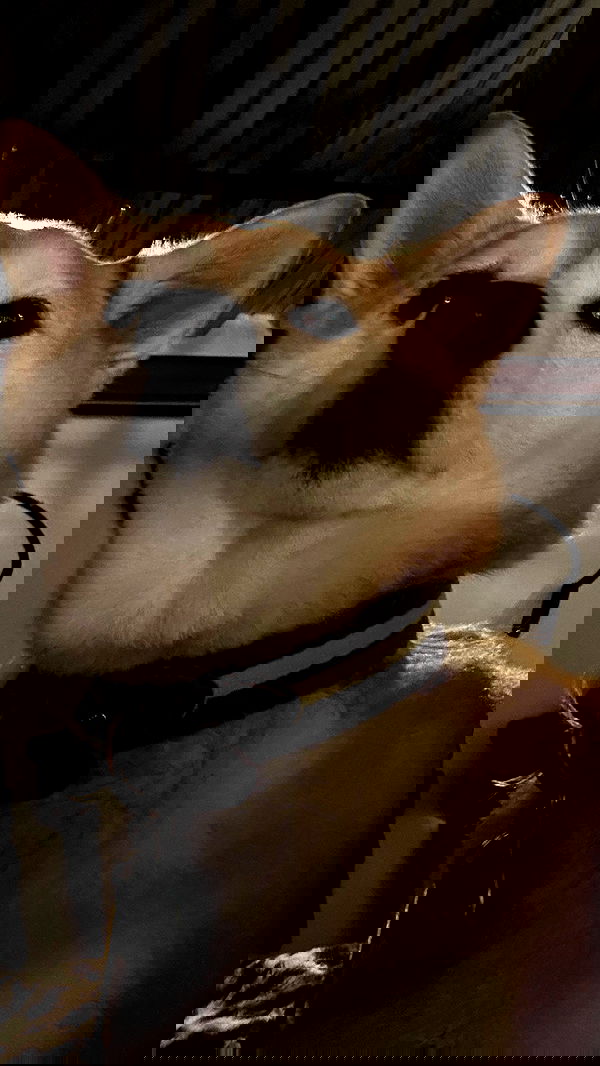 zommmbri image ~ Altpins