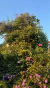 01.11.111.1 Altpins Profile Picture