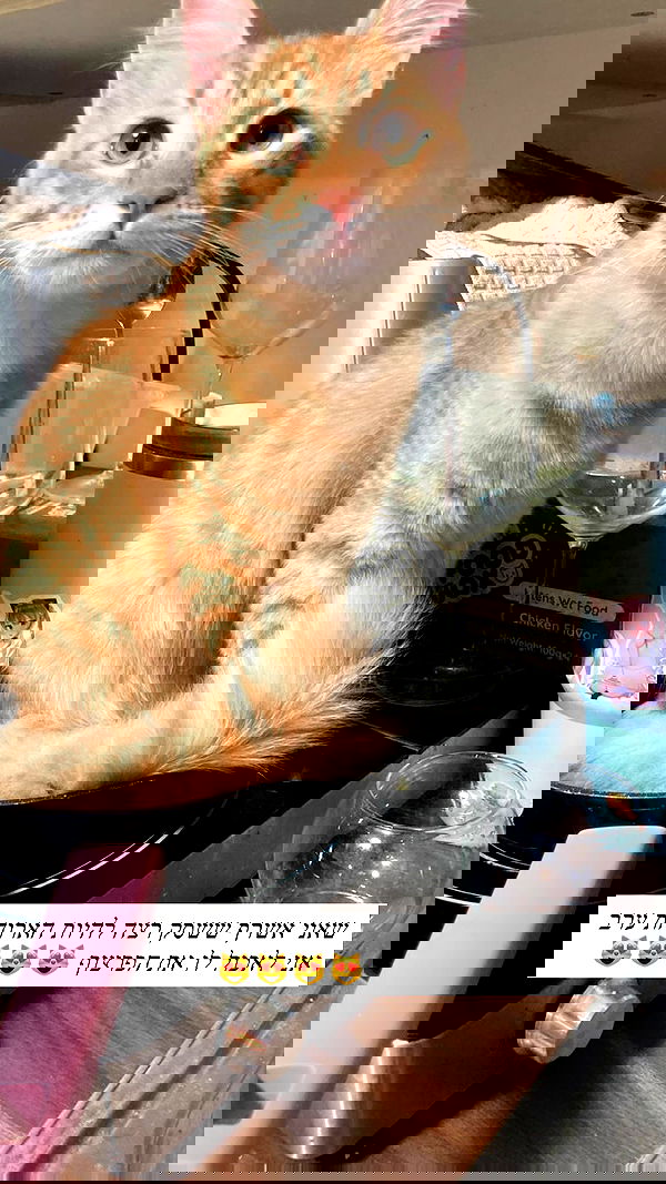 1.lostloli 1.lostloli archive image