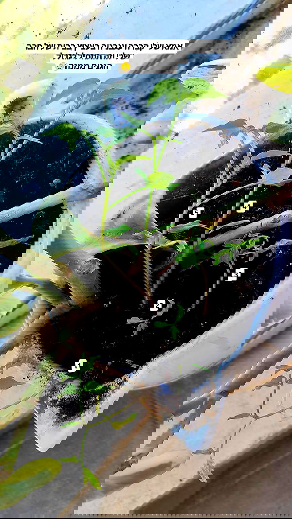 1justsabi 1justsabi archive image