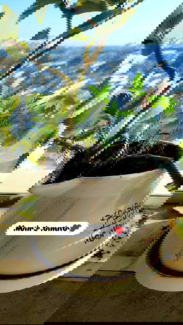 1justsabi 1justsabi archive image