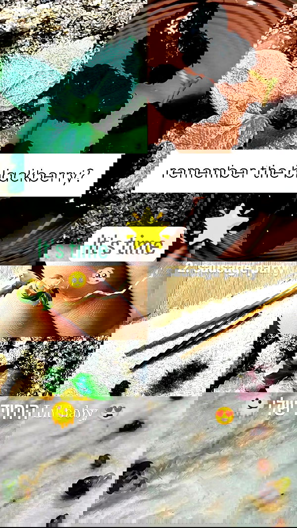 1justsabi 1justsabi archive image