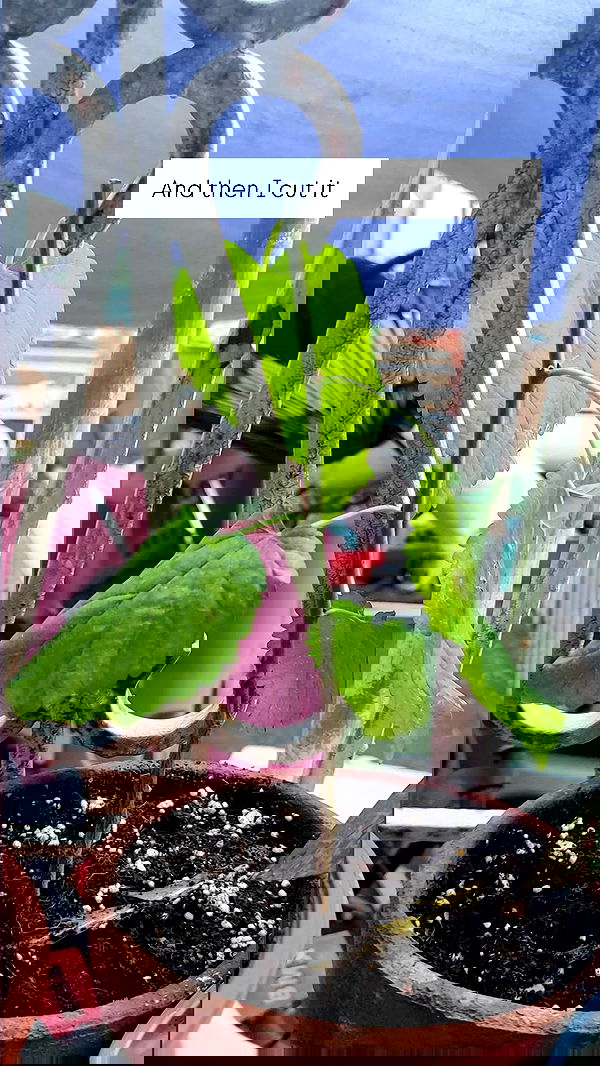 1justsabi 1justsabi archive image