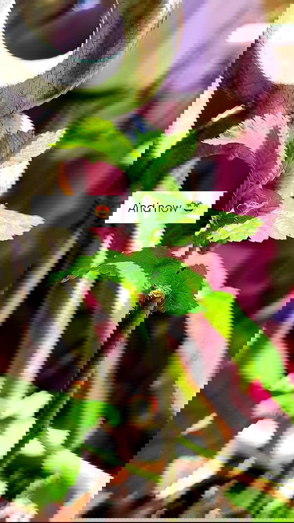 1justsabi 1justsabi archive image