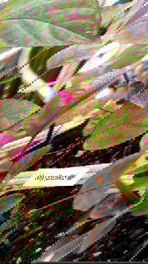 1justsabi 1justsabi archive image