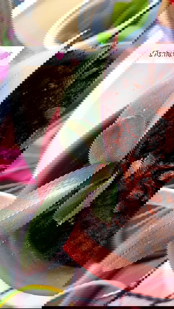 1justsabi 1justsabi archive image