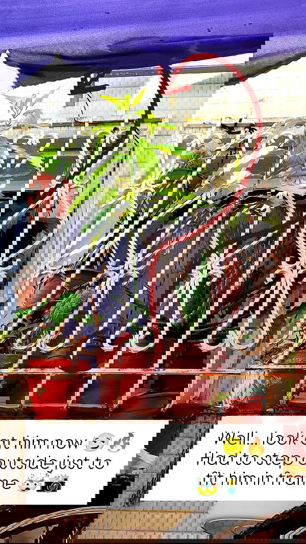 1justsabi 1justsabi archive image