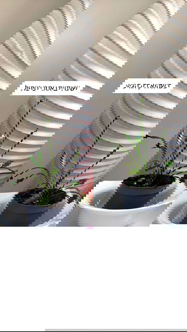 1justsabi 1justsabi archive image