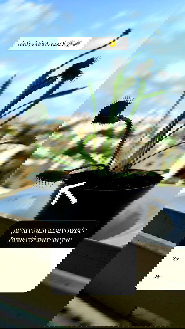 1justsabi 1justsabi archive image