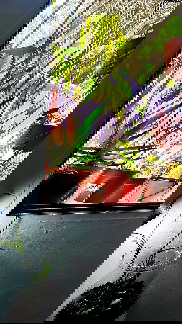 1justsabi 1justsabi archive image