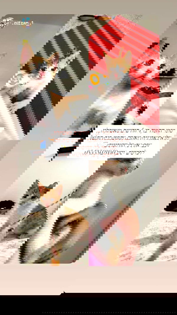 1justsabi 1justsabi archive image