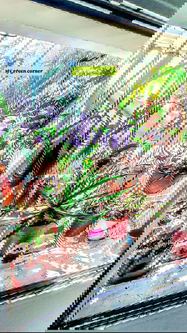 1justsabi 1justsabi archive image