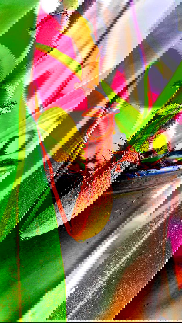 1justsabi 1justsabi archive image