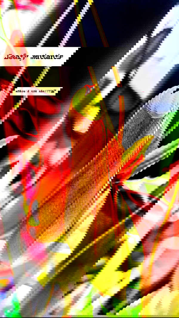 1justsabi 1justsabi archive image