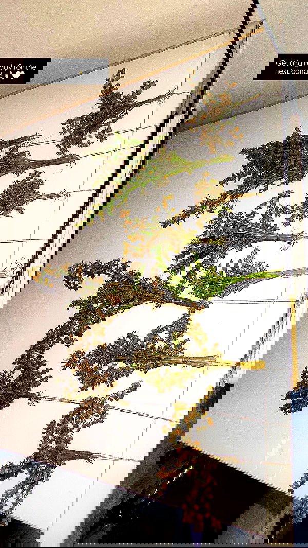 1justsabi 1justsabi archive image