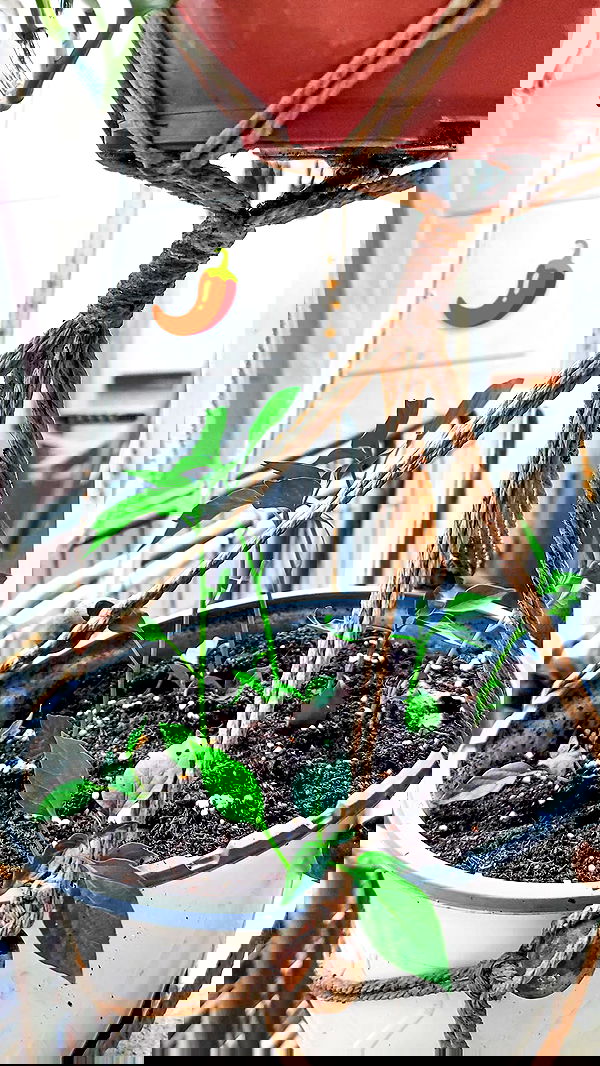 1justsabi 1justsabi archive image