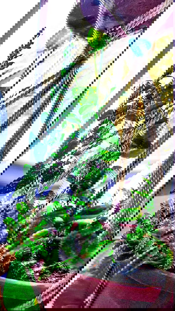 1justsabi 1justsabi archive image