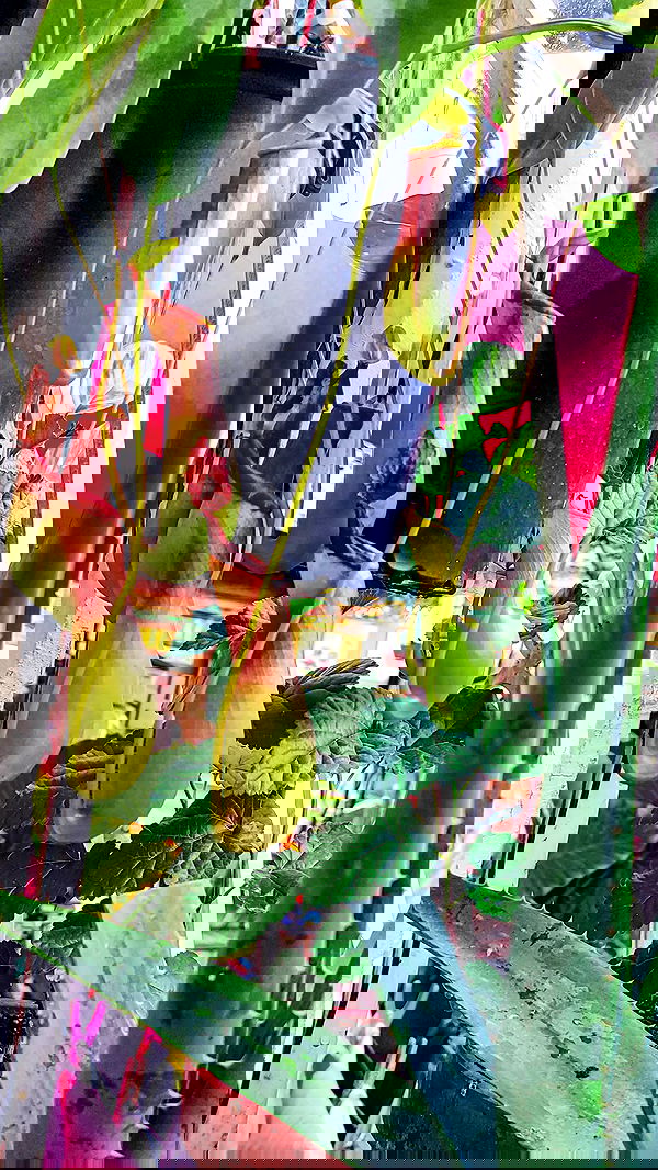 1justsabi 1justsabi archive image