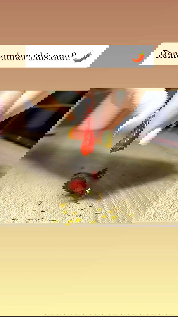 1justsabi 1justsabi archive image