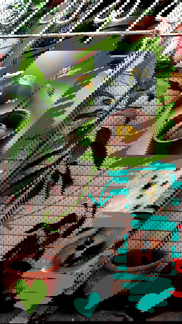 1justsabi 1justsabi archive image