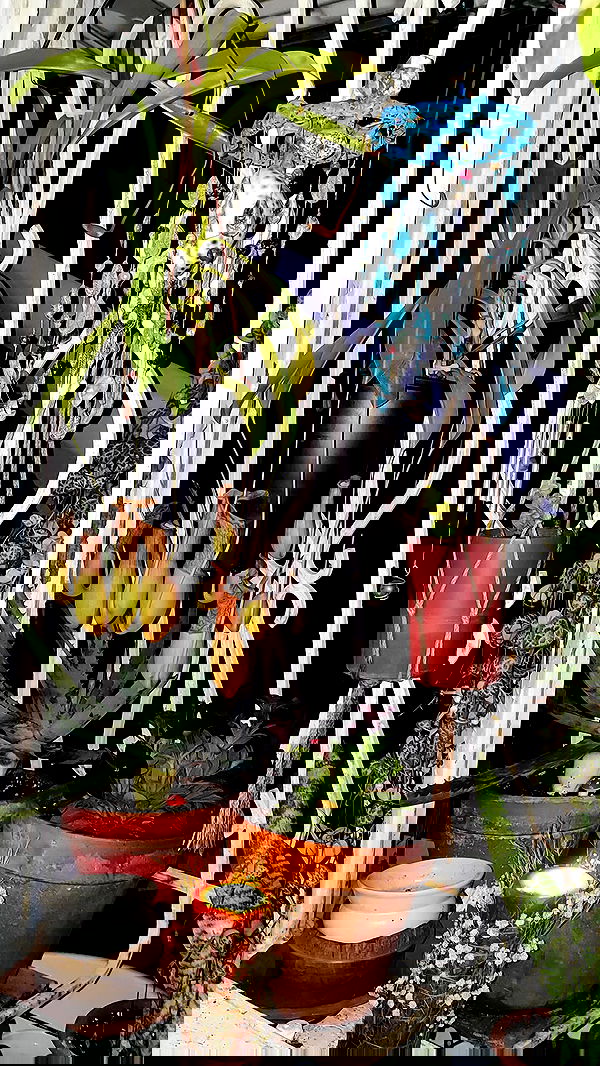 1justsabi 1justsabi archive image