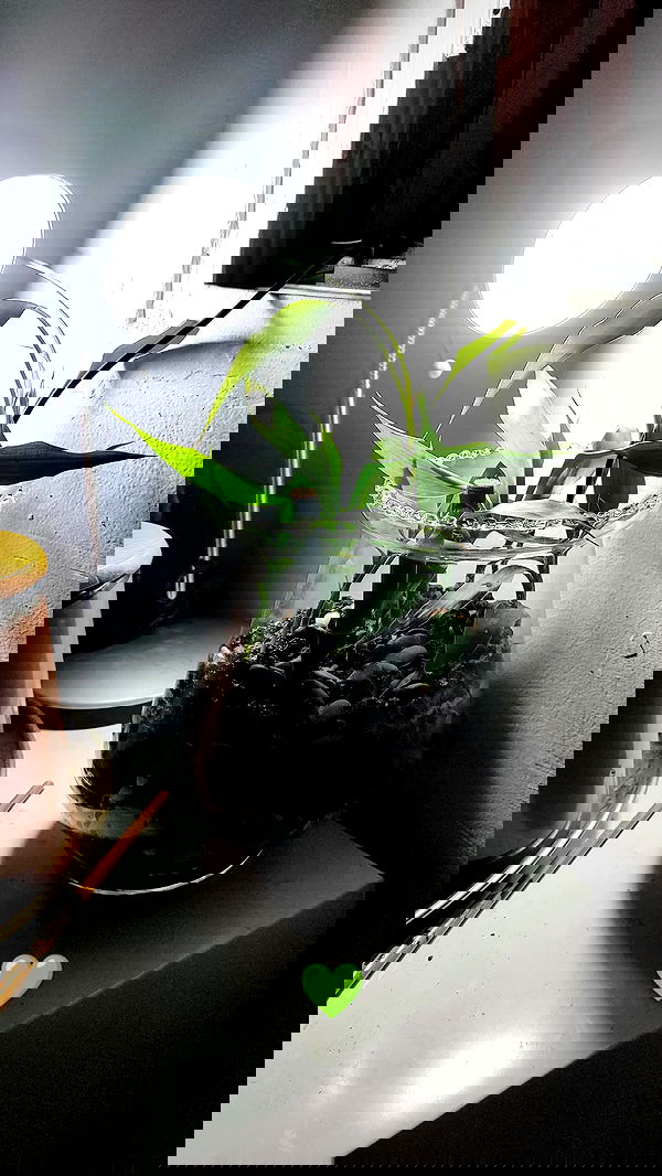 1justsabi 1justsabi archive image