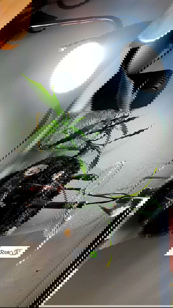 1justsabi 1justsabi archive image