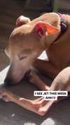 1kyle8_ Altpins Profile Picture