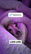 1kyle8_ Altpins Profile Picture
