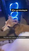 1kyle8_ Altpins Profile Picture