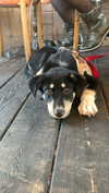 3liraz Altpins Profile Picture